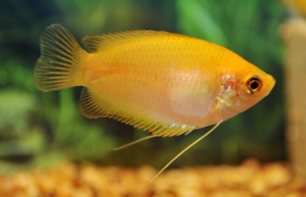 Introducing Yellow Freshwater Fish