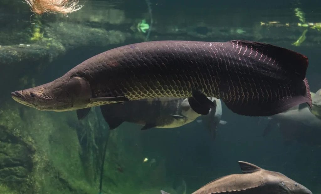 Introducing Arapaima Aquarium Fish