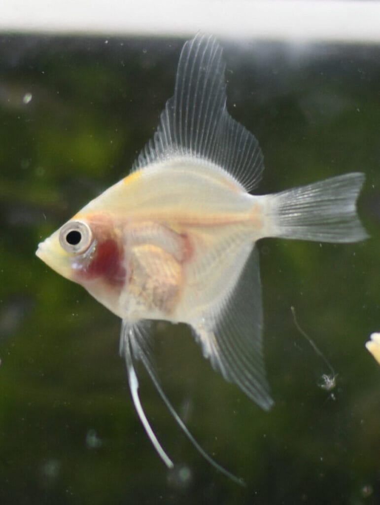Introducing the Blushing Angelfish