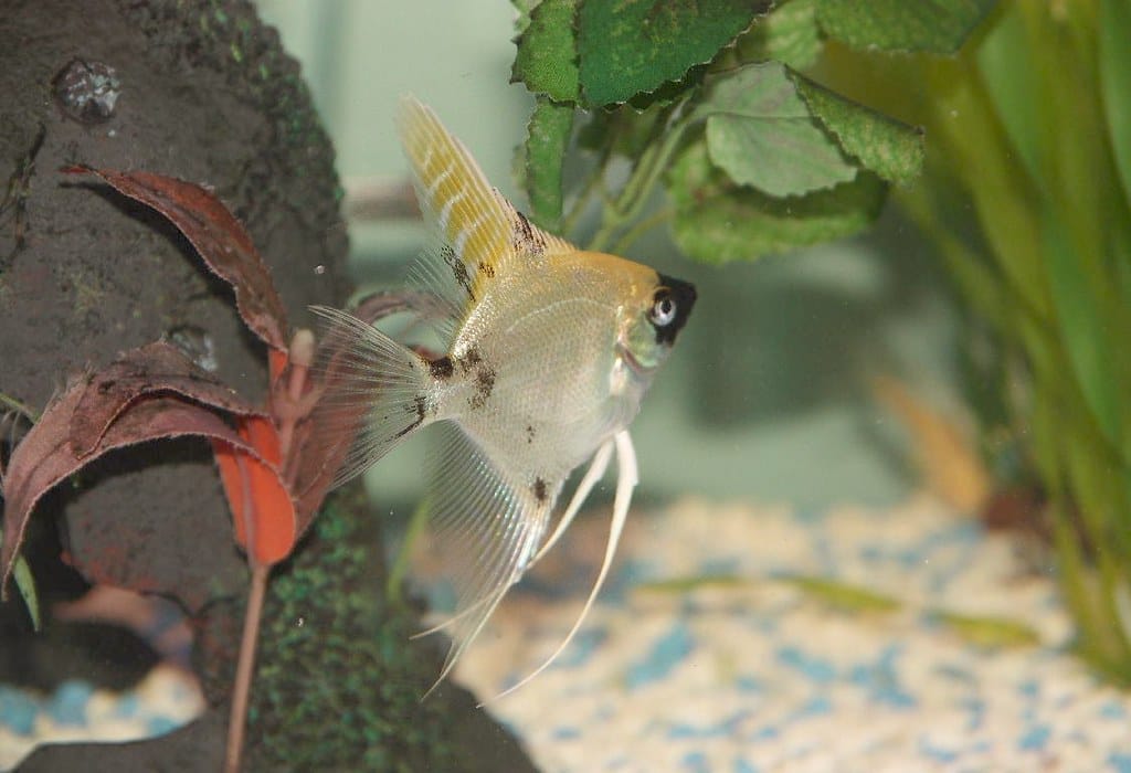 Introducing Calico Angelfish