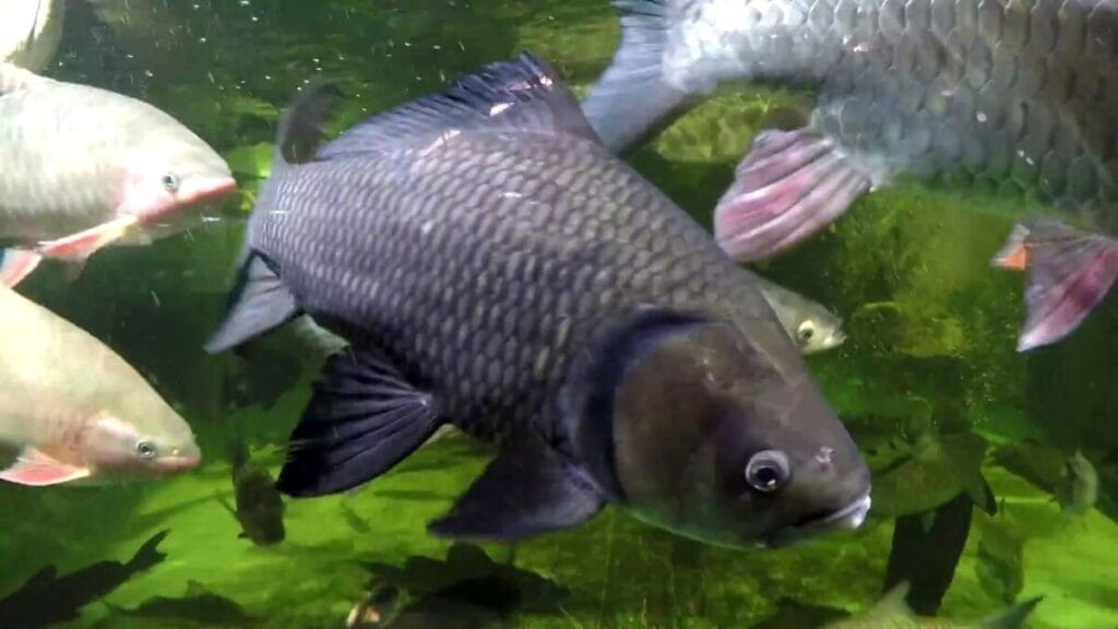 Introducing Catla Freshwater Fish