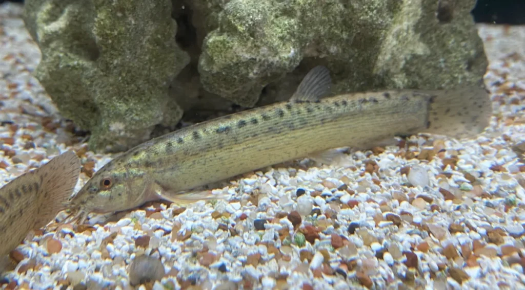 Introducing Coldwater Loaches