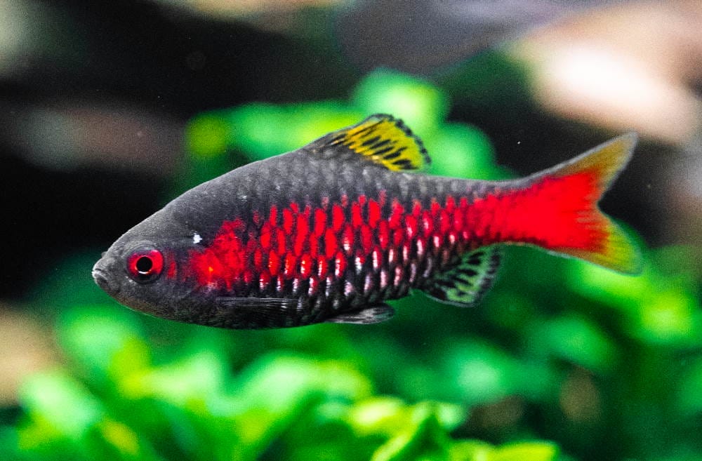 Introducing Freshwater Barbs
