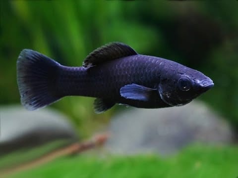 Introducing Freshwater Black Fish