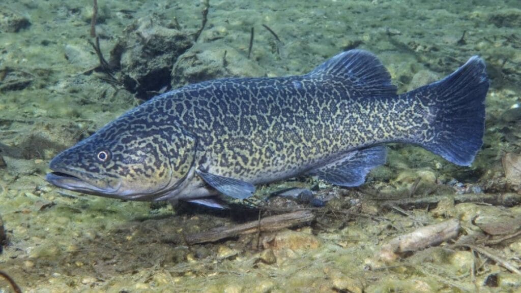 Introduce Freshwater Cod