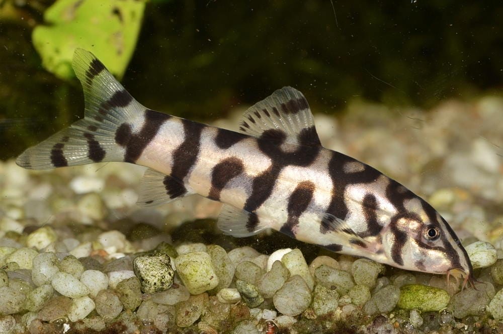 Introducing Freshwater Loaches