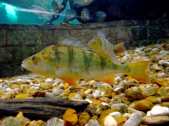 Introducing Freshwater Perch