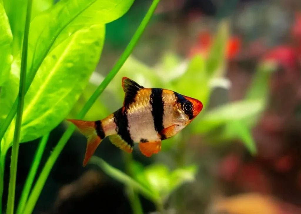 Introducing Freshwater Tiger Fish