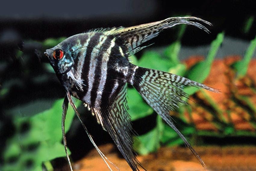 Introducing the Green Pinoy Angelfish