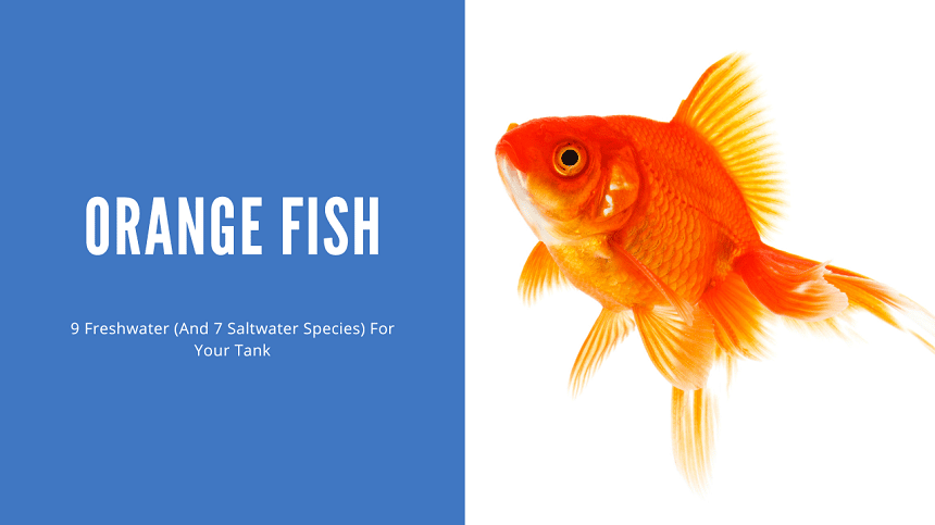 Introducing Orange Freshwater Fish
