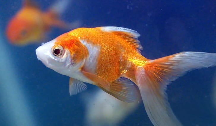 Introducing Orange and White Freshwater Fish