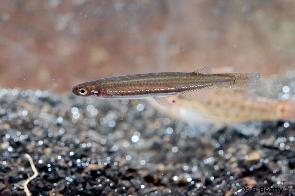 Introducing Rare Australian Freshwater Fish