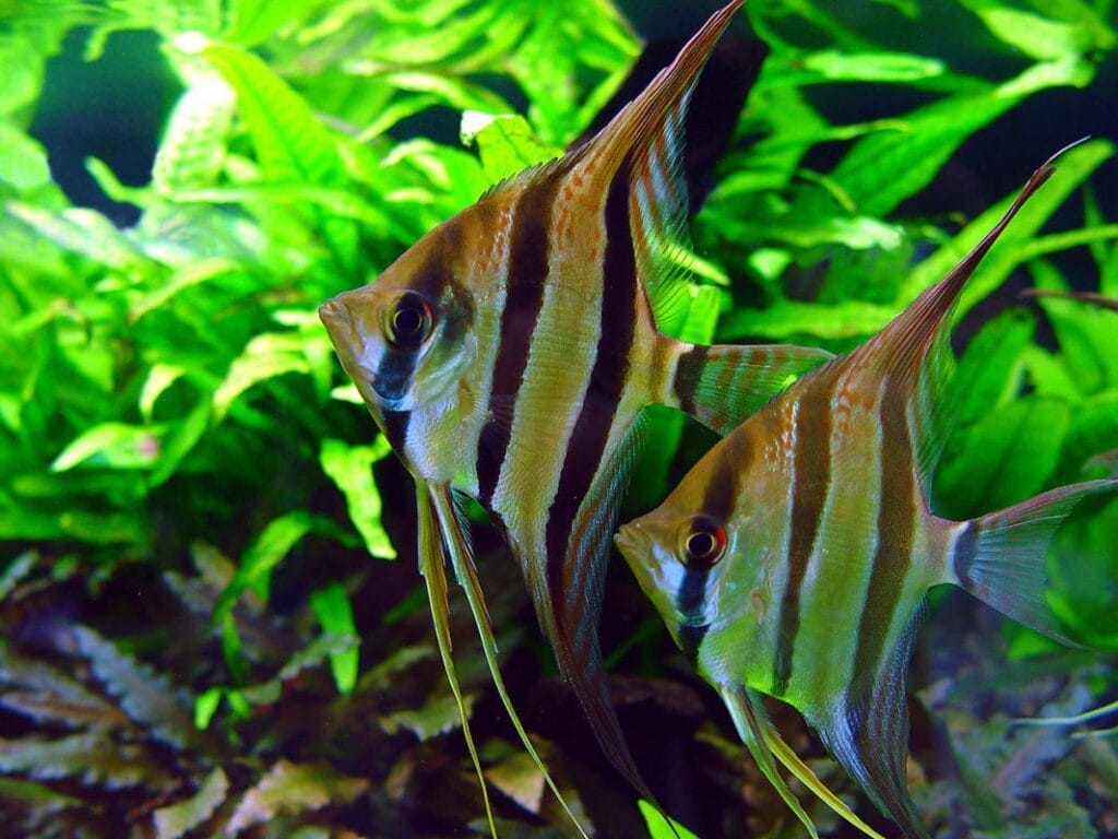 Introducing the Scalare Angelfish