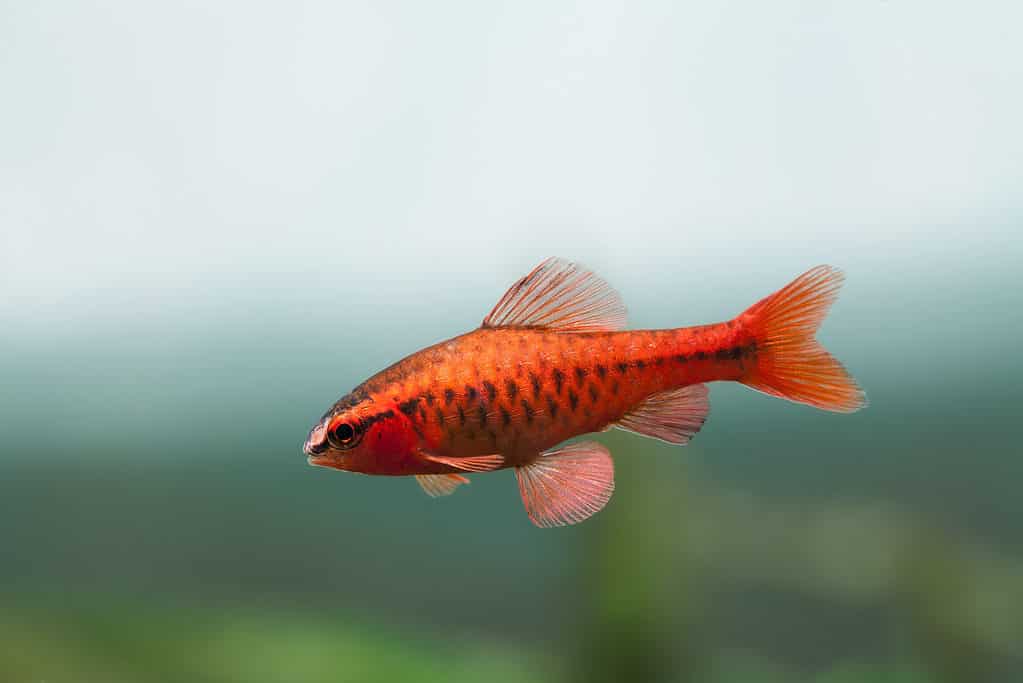 Introducing Small Red Freshwater Fish