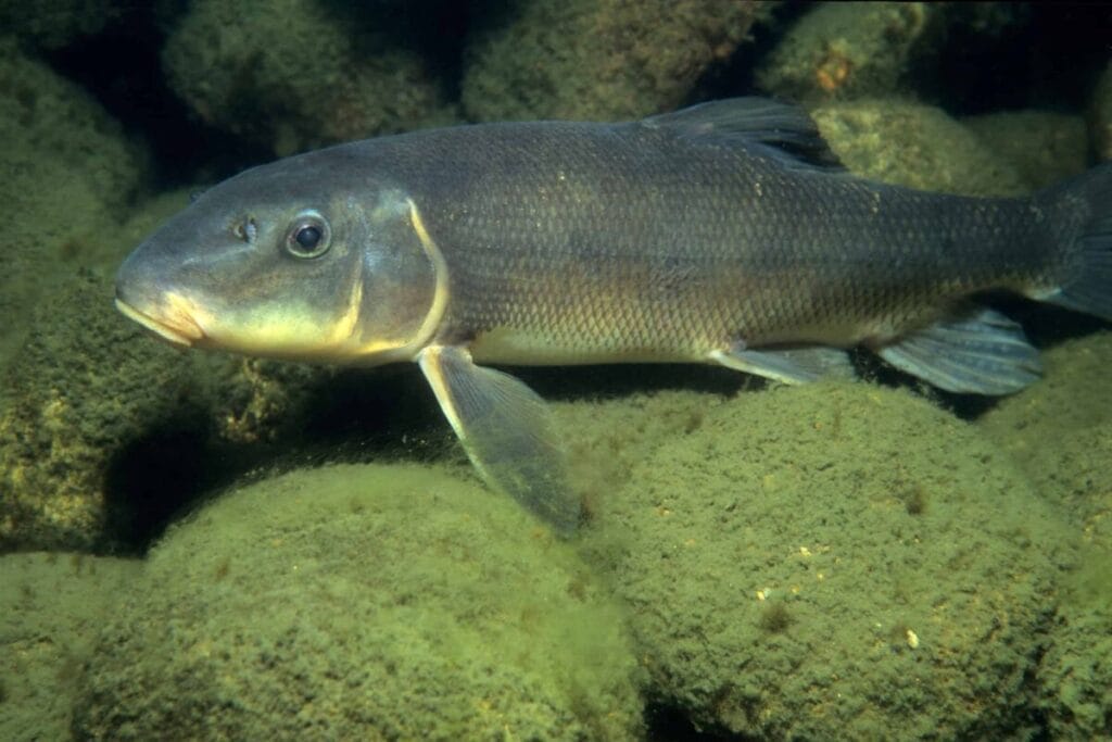 Introducing Freshwater Sucker Fish