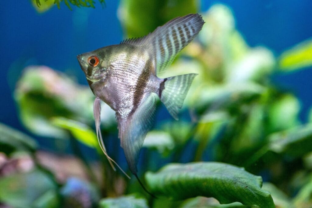 Introducing Striped Angelfish Freshwater