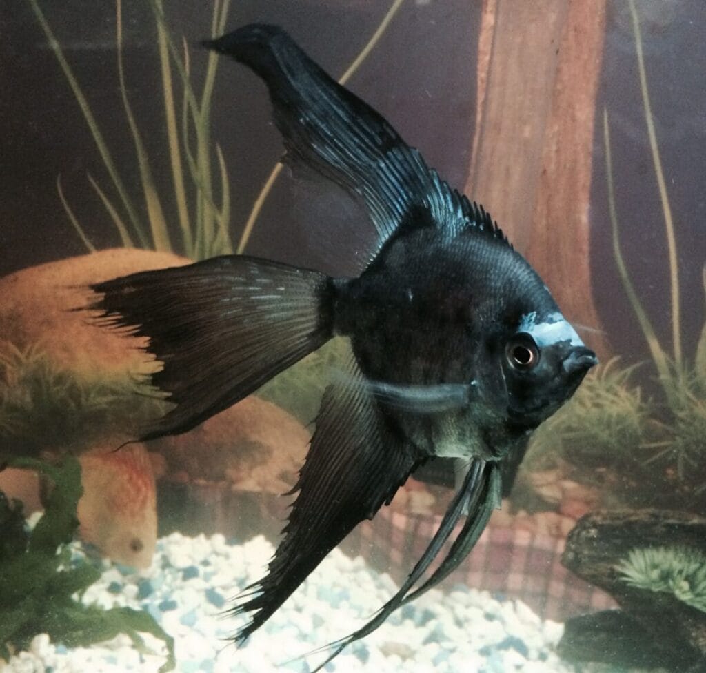 Introducing Black Lace Angelfish