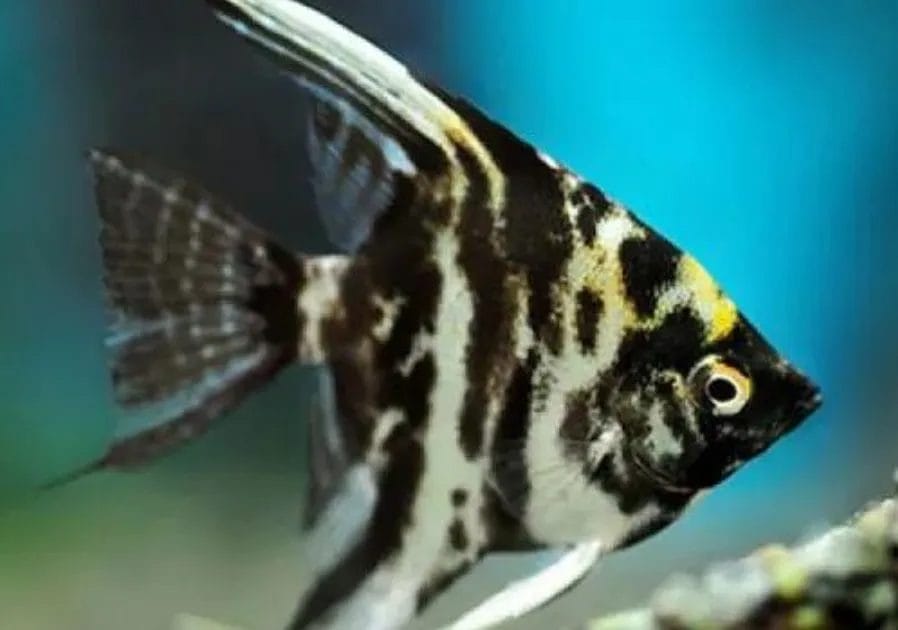 Introducing the Black Marble Angelfish