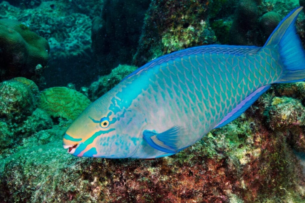 Introduce Blue parrot fish 