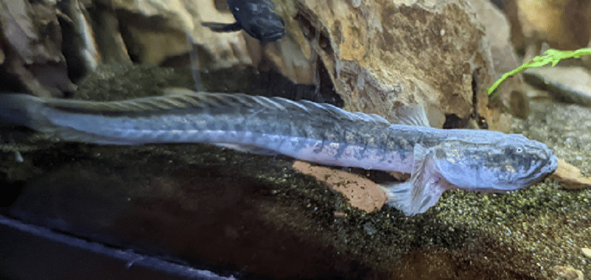 Introducing Dragon Fish Freshwater