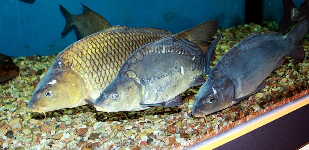 Introducing Freshwater Cyprinid Minnow Fish