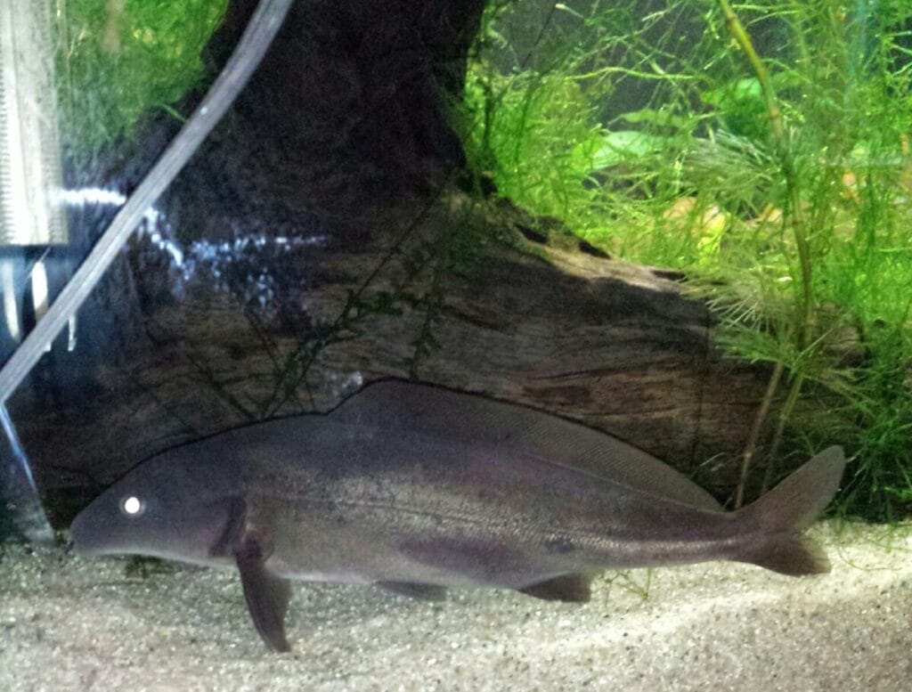 Introducing Freshwater Dolphin Fish