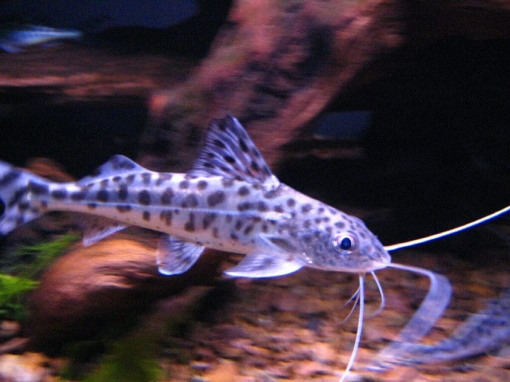 Introducing Freshwater Spotted Catfish