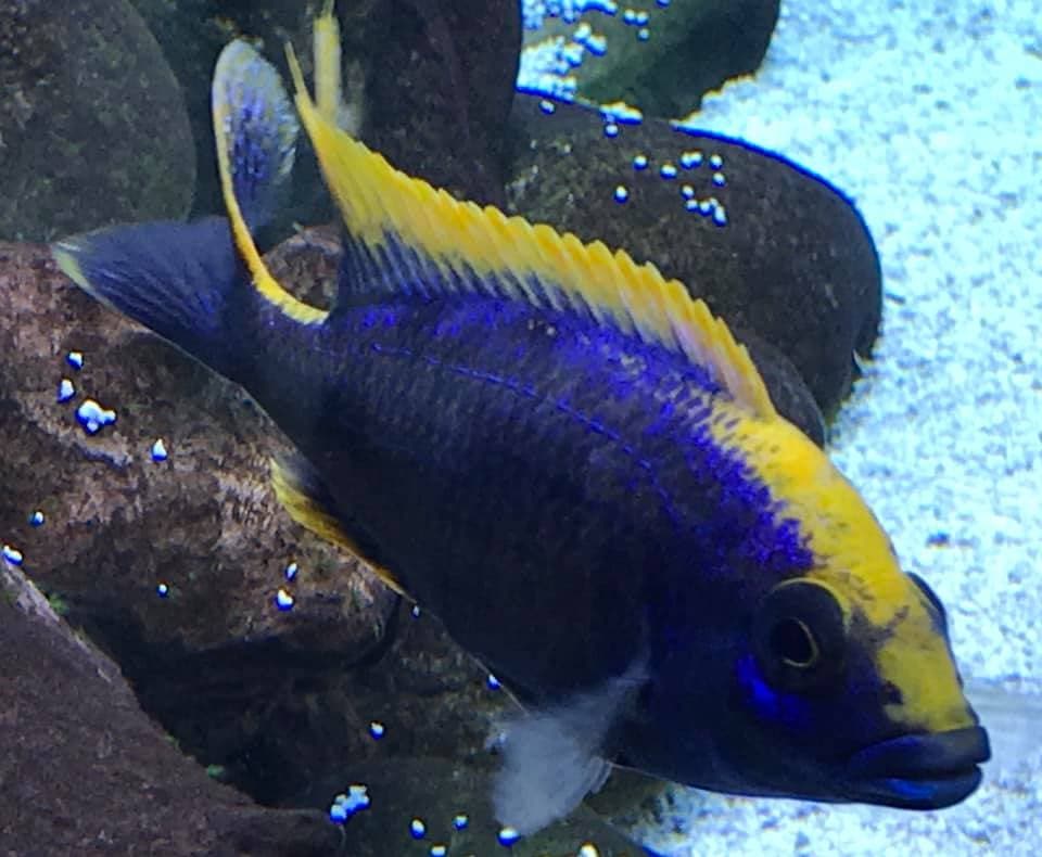 Introducing the Jersey Cichlid