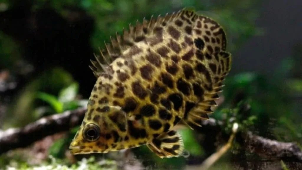 Introducing the Leopard Fish