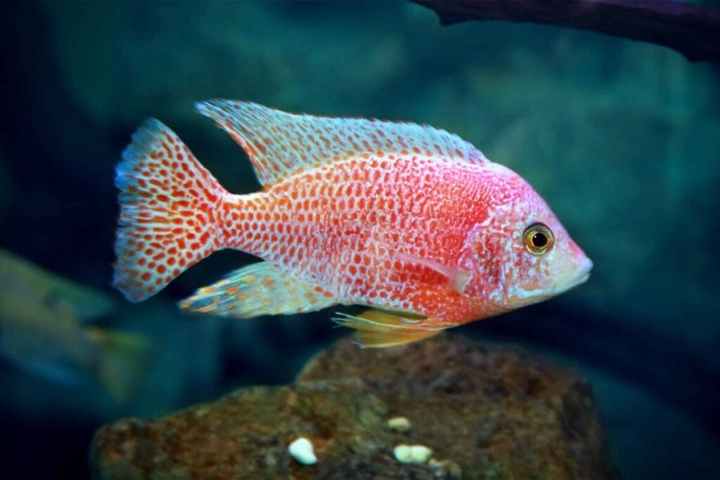 Introducing Peacock Fish Freshwater