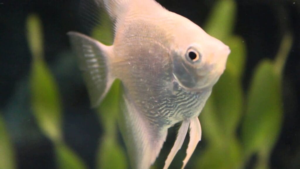 Introduce Pearl angelfish