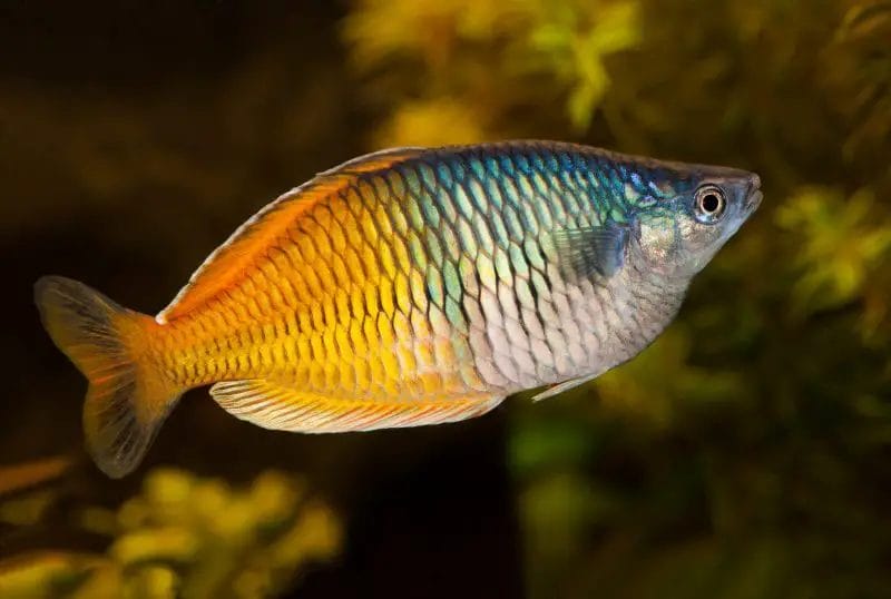 Introducing the Red Boesemani Rainbowfish