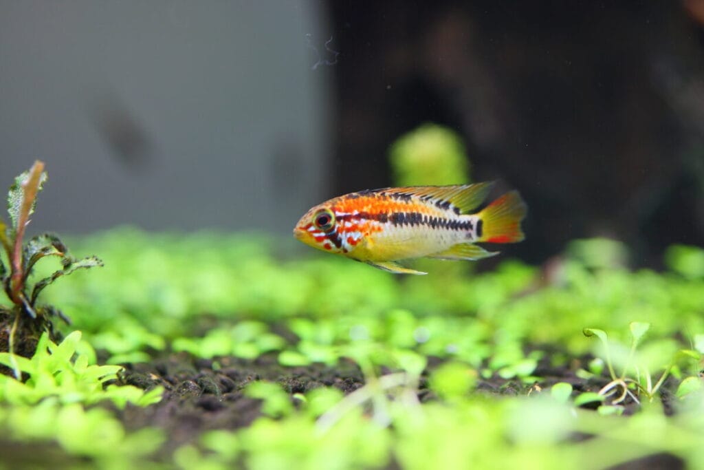 Introducing Small South American Cichlids