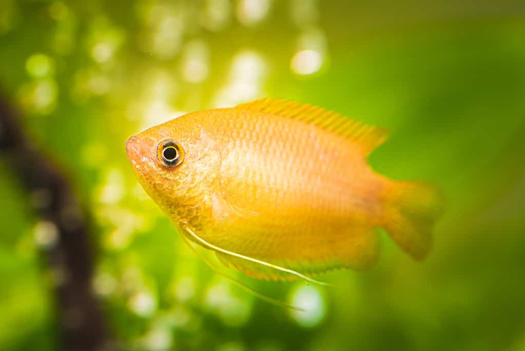 Introduce Yellow tropical fish freshwater