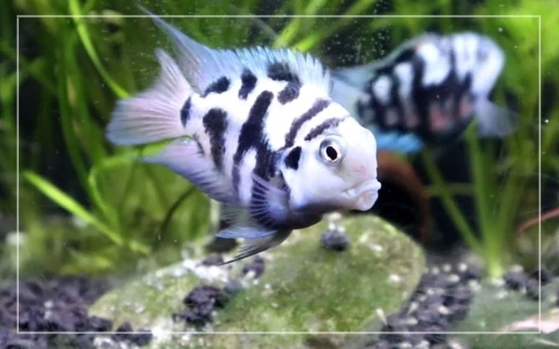 Introducing the Dazzling Zebra Parrot Cichlid