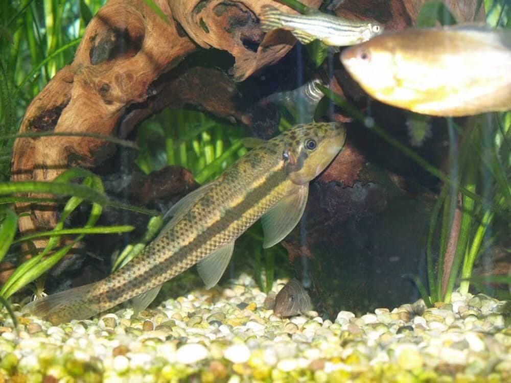 introducing Chinese Freshwater Fish