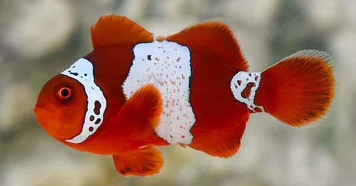 Introducing Freshwater Clownfish
