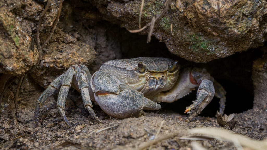 Introducing Freshwater Crabs