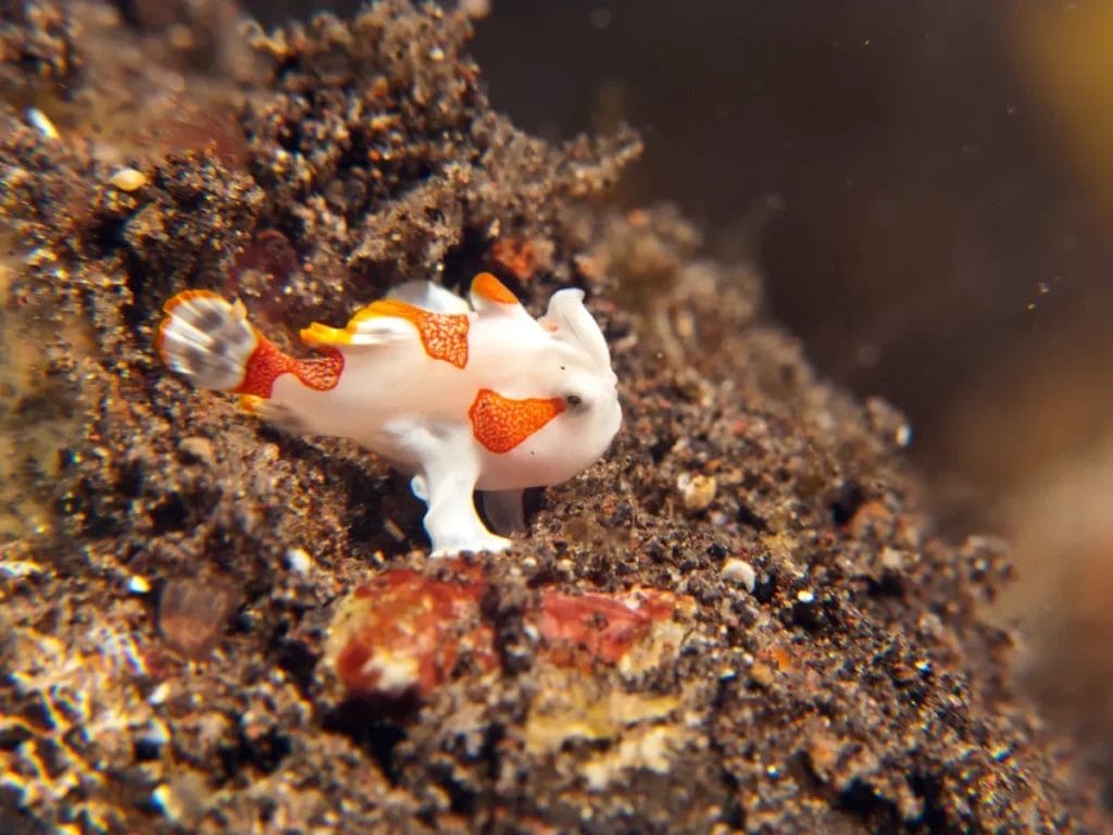 Introducing Freshwater Frogfish