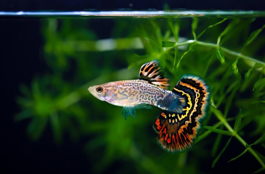 Introducing Freshwater Guppies