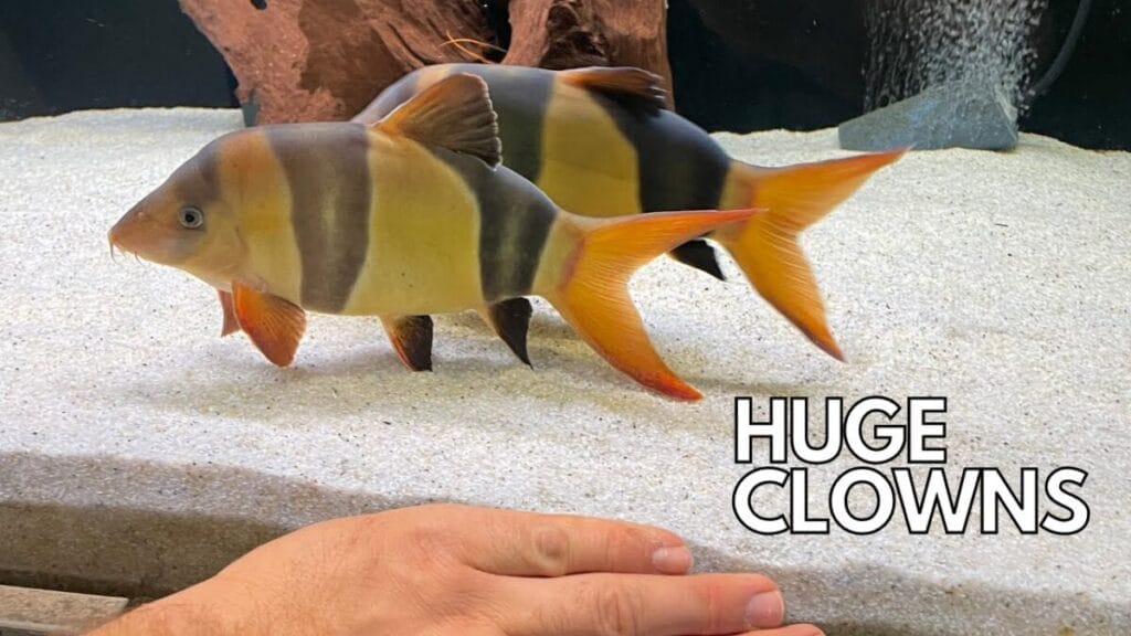 Introducing Giant Loaches