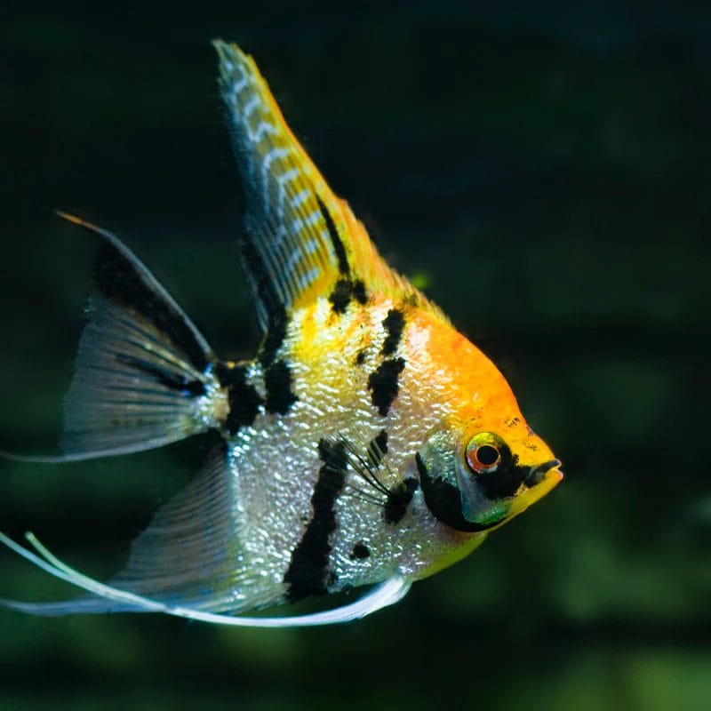 Introducing Gold Marble Angelfish