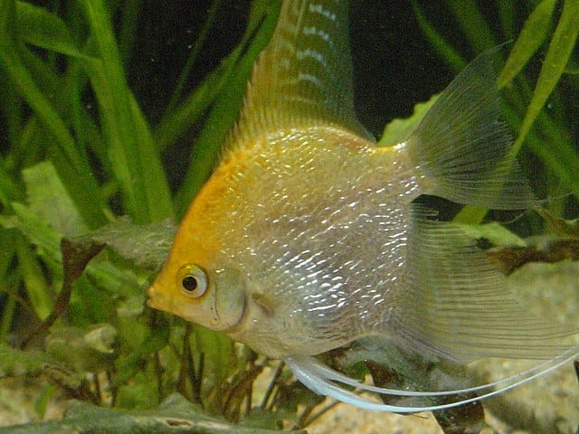 Introducing the Gold Pearlscale Angelfish