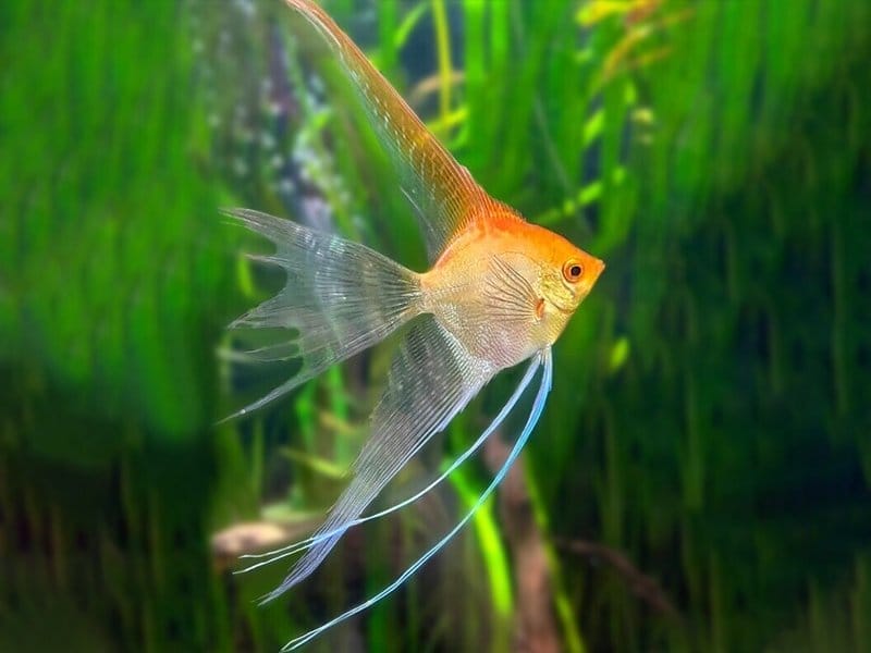 Introducing Long Fin Angelfish