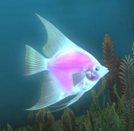 Introducing Pink Freshwater Fish