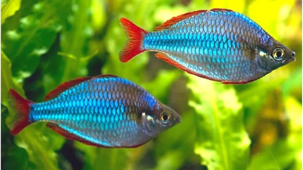 Introducing the Rainbow Fish Freshwater