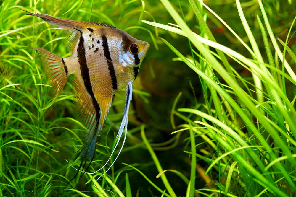 Introducing the Zebra Angelfish Freshwater